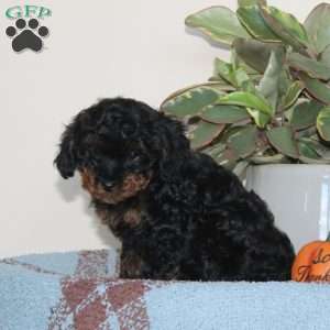 Gypsy, Cavapoo Puppy